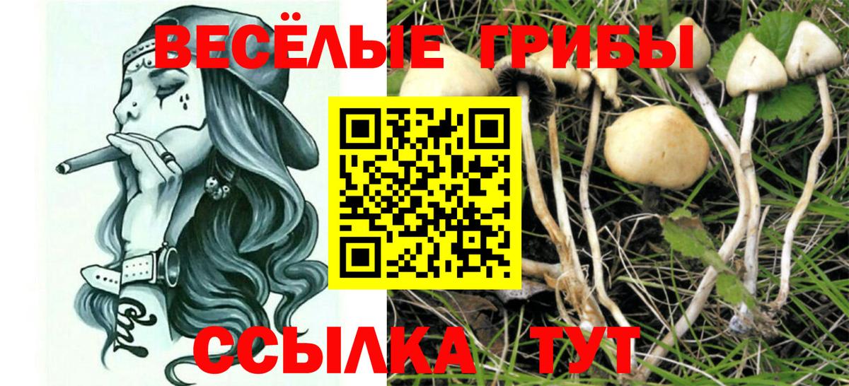 Псилоцибиновые грибы прущие грибы Строитель